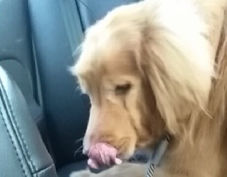 a large dog, licking his nose, in the back seat of a car
